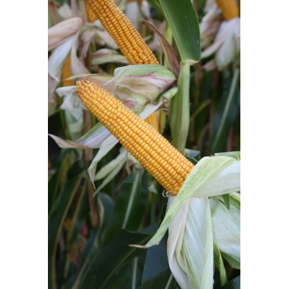 Свежие початки кукурузы на стебле с листьями - АЛЕНАРО