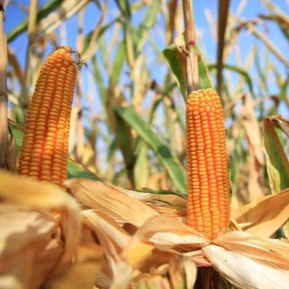Ripe Alpedro corn cobs in a field