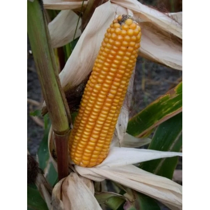 Созревшая кукуруза Амальди на стебле