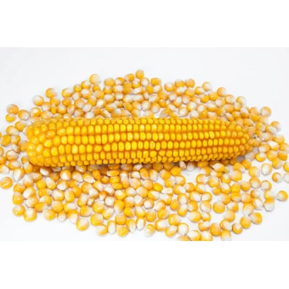 Yellow corn on white background - AMANAUZ 207