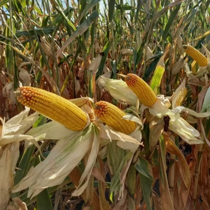 Созревшие початки кукурузы сорта АМАНАУЗ 217 на фоне поля