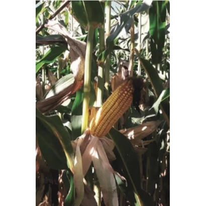 Свежий початок кукурузы Amanita на стебле в поле - Аманита