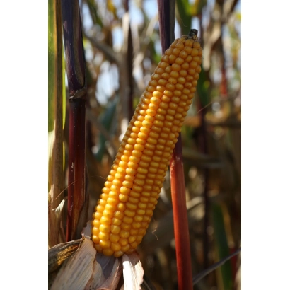 Ripe corn cob on stalk - Amello