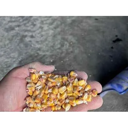 Ручка держит зерна кукурузы сорта АНА 1416