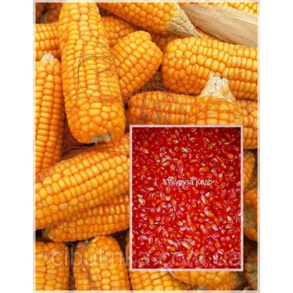 Колоски кукурузы и красные семена на фоне - Анатолиевський 246 МВ
