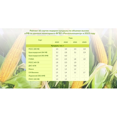 Таблица характеристик гібрида кукурудзи АНАТОЛІЙ МВ з фото початків