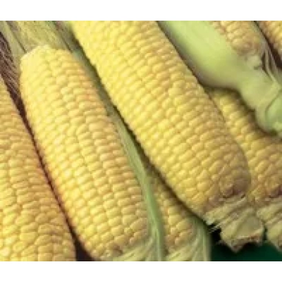 Свежие желтые початки кукурузы Андреа F1