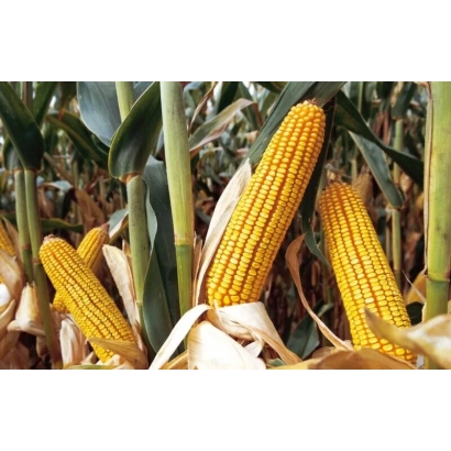 Свежие желтые початки кукурузы Анжу 400 на стеблях