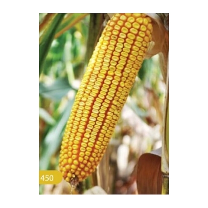 Кукуруза Анжу 450 на стебле