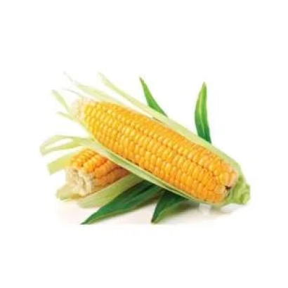 Желтая кукуруза на белом фоне - АНТЕЙ М