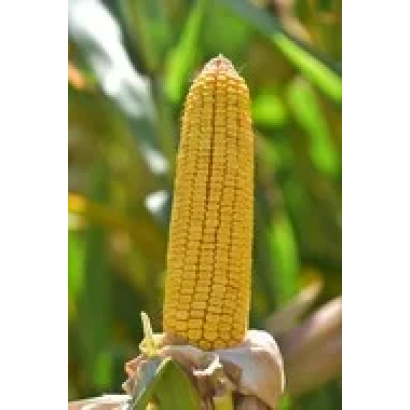 Жовта кукурудза на стеблі на фоні зелені - АНЮТКА
