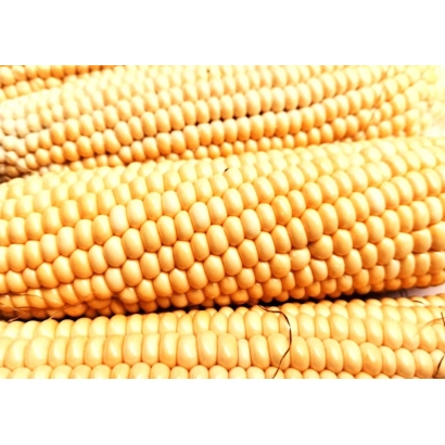 Fresh corn cobs - AP 4501