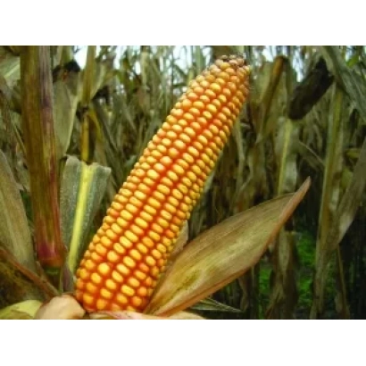 Свежий початок кукурузы арабика на фоне поля