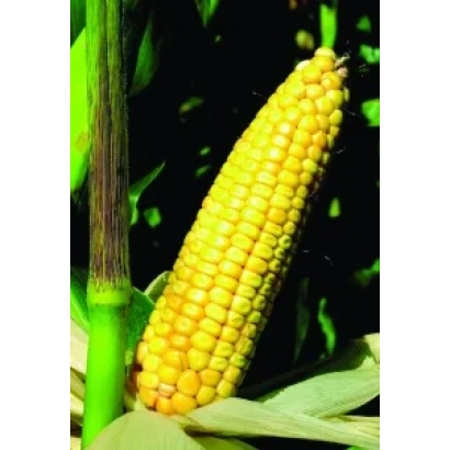 Желтая кукуруза на стебле с зелеными листьями на фоне - АРИОЛЬ