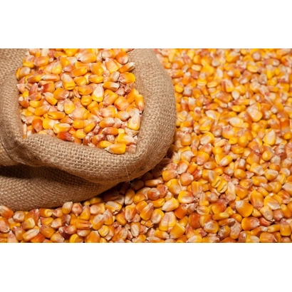 Коричневий мішок із жовтою кукурудзою на фоні розсипаної кукурудзи - Армада