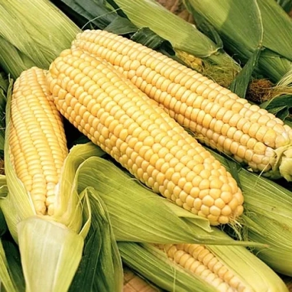 Свежая кукуруза в шелухе - АРМИЛЛА