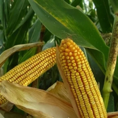 Свежие початки кукурузы на фоне листьев - ЯРОВЕЦ 243 МВ