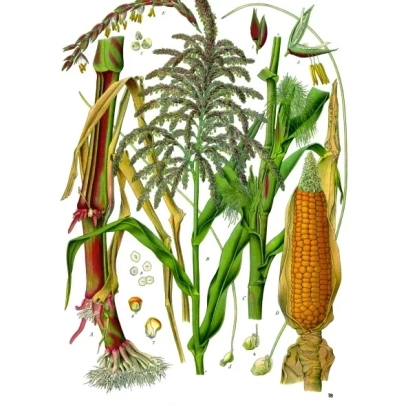 Ілюстрація кукурудзи з початком та листям - АРС 1523