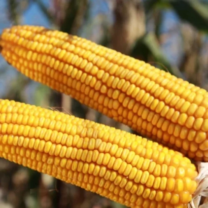 Два желтых початка кукурузы на фоне зелени - АС 13250