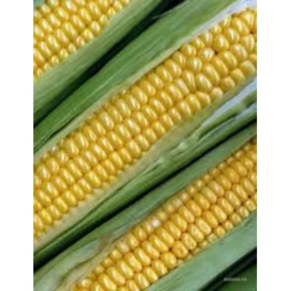 Свежая кукуруза в шелухе - АС 13280