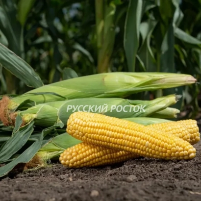 Свежая кукуруза на почве с надписью РУССКИЙ РОСТОК - АС 14220
