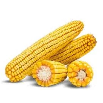 Кукуруза на белом фоне - АС 14245