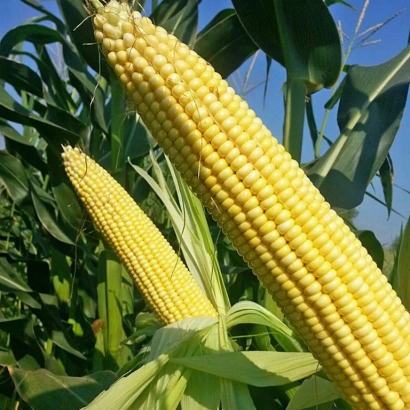 Золотистые початки кукурузы на фоне зелёных листьев - АС 14273