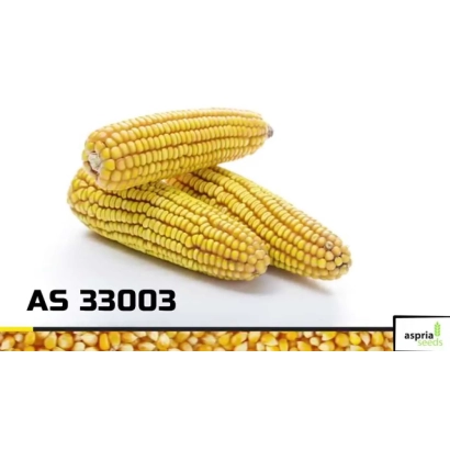 Желтая кукуруза сорта AS 33003 - АС 33003