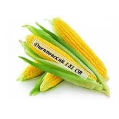 Кукуруза сорта Департамент 181 - АС 33008
