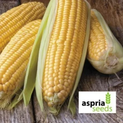 Кукуруза сорта AS 33033 от Aspria Seeds - АС 33033