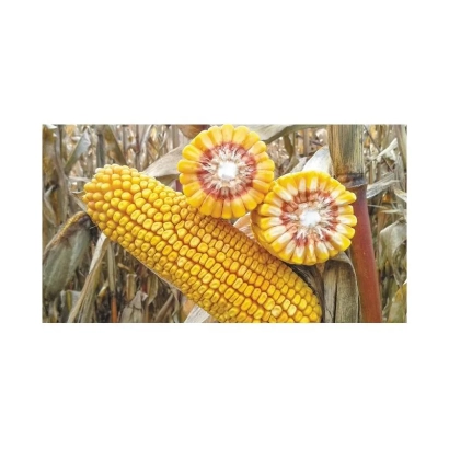 Желтая кукуруза с двумя разрезанными початками на фоне поля - АС 33035