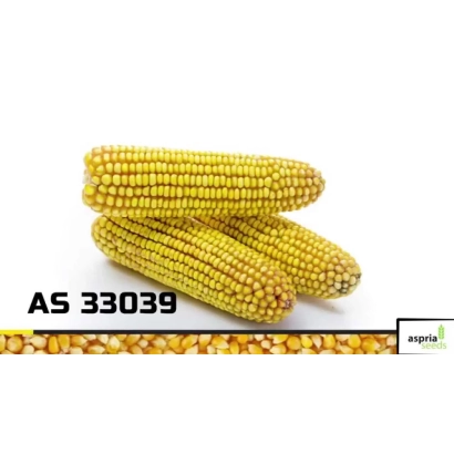 Желтая кукуруза сорта AS 33039 - АС 33039