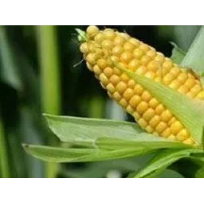 Созревшая початок кукурузы сорта АС 35001 на фоне листьев