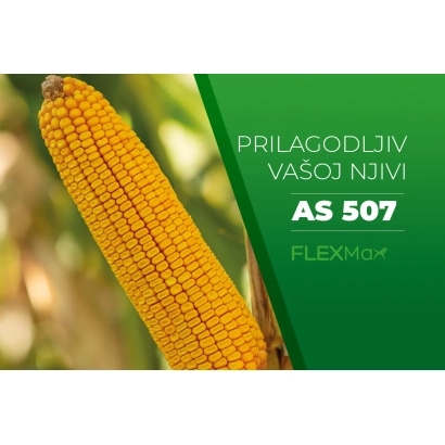 Кукурудза AS 507 на тлі поля - АС 507