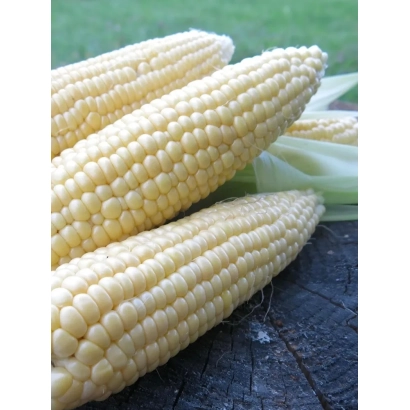 Свежая кукуруза АСЯ М | ASIA M на деревянной поверхности