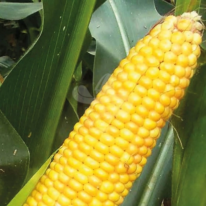 Жовтий початок кукурудзи на фоні зелених листків - АССИСТ