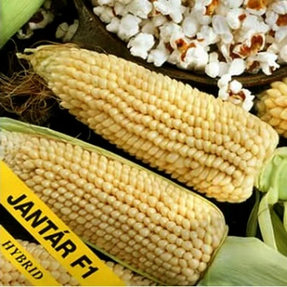 Кукуруза гибрид JANTAR F1 на початках - Ятрань МВ