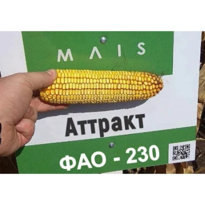 Колос кукурузы Аттракт на зеленой этикетке с надписью ФАО - 230