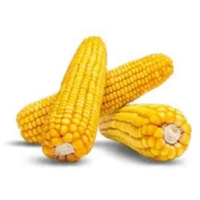 Три початки кукурузи Аурум на білому фоні