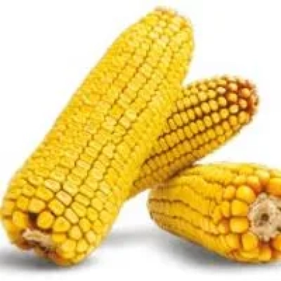 Три початка кукурузы на белом фоне - АВ 403 МС