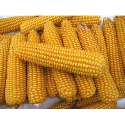 Свежие желтые початки кукурузы Явир 180 СВ