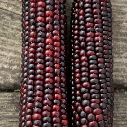 Два початка кукурузы АККСИС на деревянной поверхности