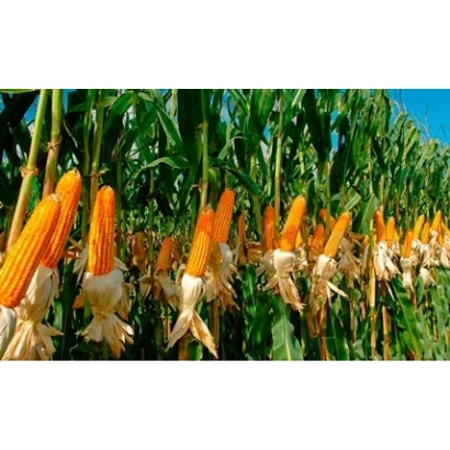 Поле кукурузы с созревшими початками на фоне зелёных листьев - Азов