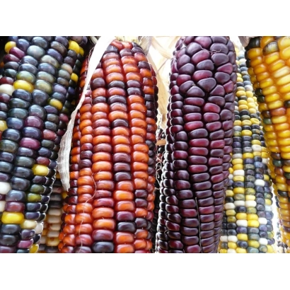 Колосья кукурузы Ацтек | Atstek разных цветов