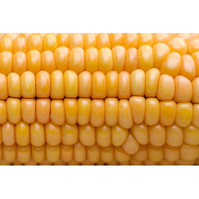 Желтая кукуруза сорта Б 2111 А