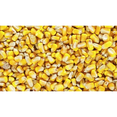 Крупный план желтой кукурузы - БАЛИСТО