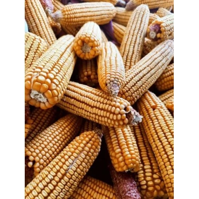 Свіжа кукурудза на палиці - Балта