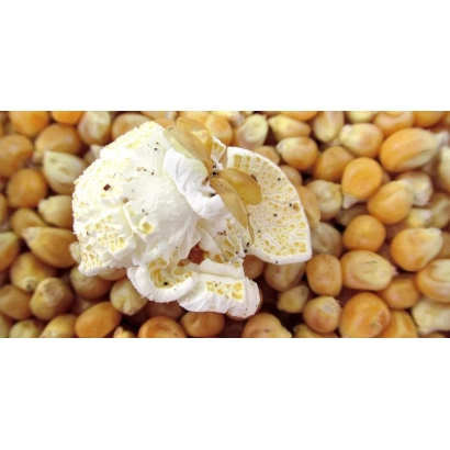 Крупный план желтой кукурузы с белым семенем на фоне - БАРЦЕЛОС