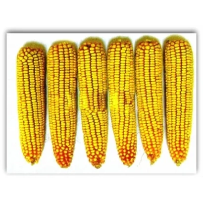 Six ears of corn variety Bashkirovets on a white background