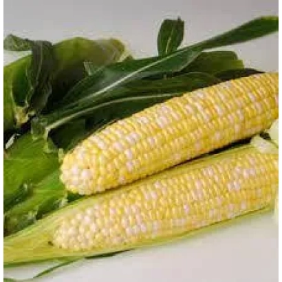 Два початка кукурузы Баксос на фоне листьев